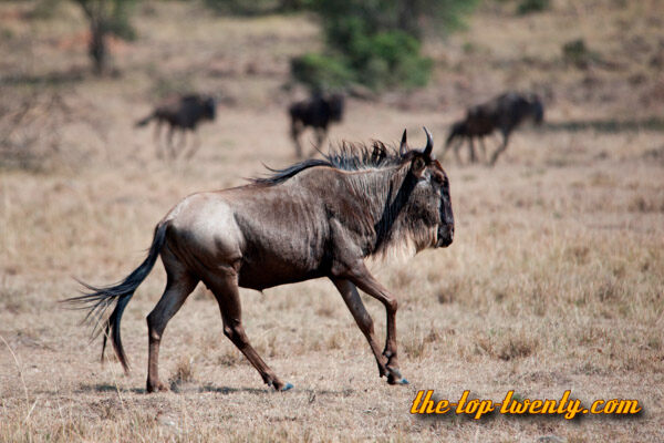 gnu Weißschwanzgnu gross